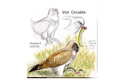 Couleuvre verte et jaune 