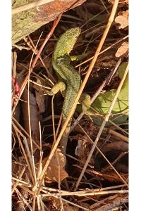 Lézard à deux raies