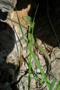 Lézard à deux raies