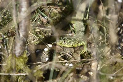 Lézard à deux raies