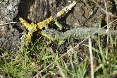Lézard à deux raies