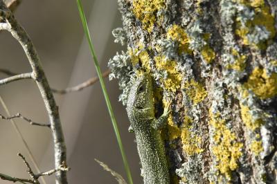 Lézard à deux raies