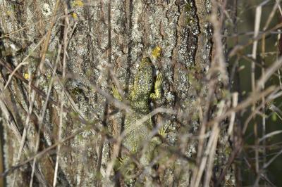 Lézard à deux raies