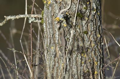 Lézard des murailles 