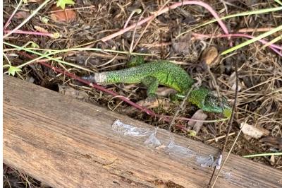 Lézard à deux raies