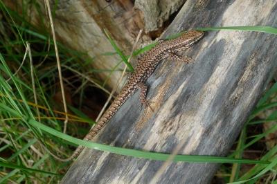Podarcis muralis