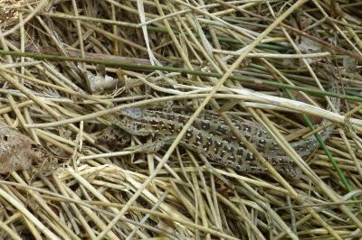 Lézard des souches 