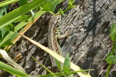Lézard des souches 