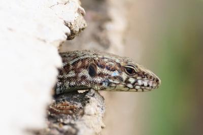 Lézard des murailles 