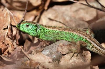 Lézard des souches 