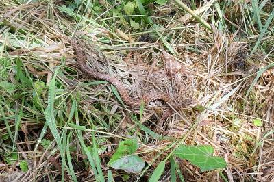 Vipera aspis