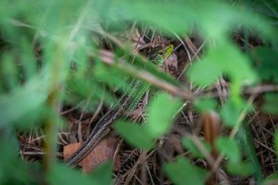 Lézard des souches 