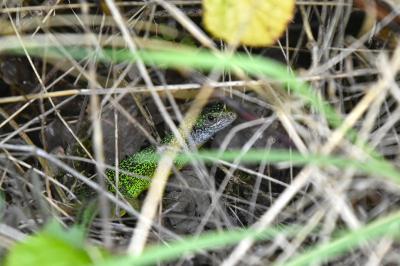 Lézard à deux raies