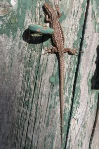 Lézard des murailles 