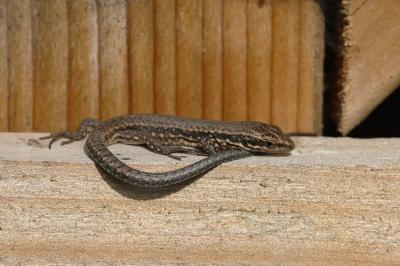 Lézard des murailles 