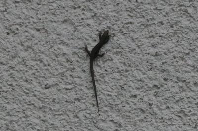 Lézard des murailles 