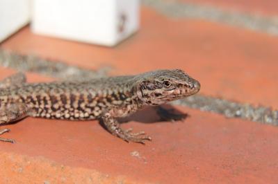 Lézard des murailles 