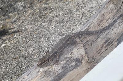 Lézard des murailles 