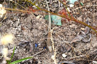 Lézard des murailles 