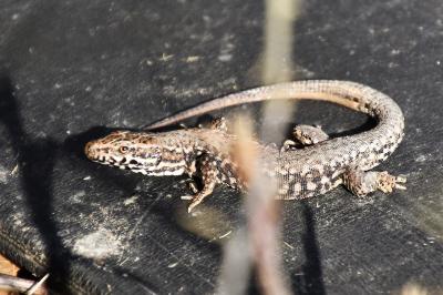 Lézard des murailles 