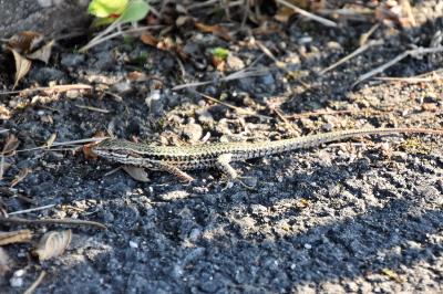 Lézard des murailles 