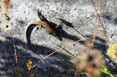 Lézard des murailles 