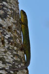 Lézard à deux raies
