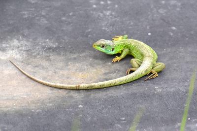 Lézard à deux raies