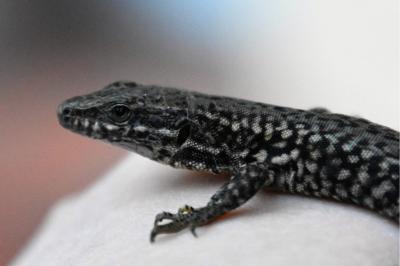 Lézard des murailles 
