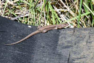 Lézard des murailles 