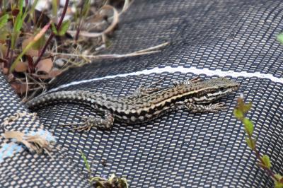 Lézard des murailles 