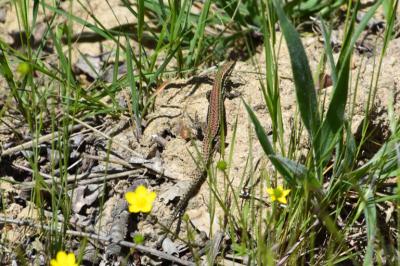 Lézard des murailles 