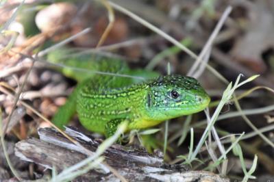 Lézard à deux raies