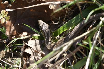 Lézard des souches 