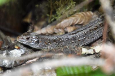 Lézard des souches 