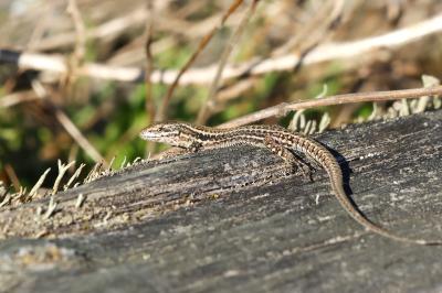 Lézard des murailles 