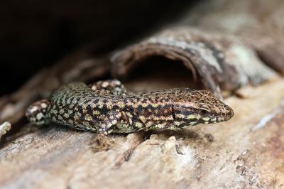 Lézard des murailles 