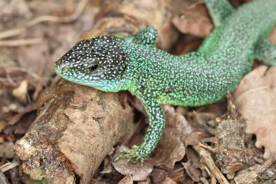 Lézard à deux raies