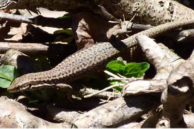 Lézard des murailles 