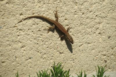 Lézard des murailles 