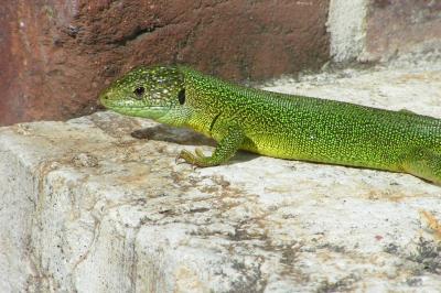 Lézard à deux raies