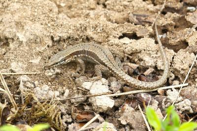 Lézard des murailles 
