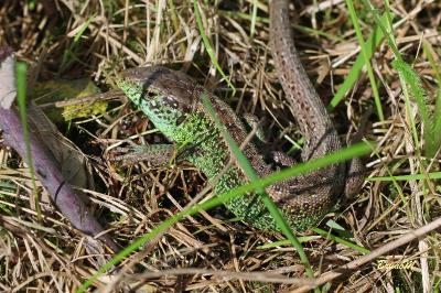 Lézard des souches 