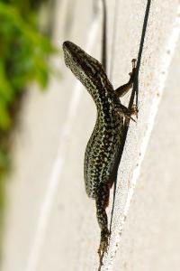 Lézard des murailles 