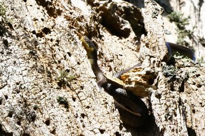 Couleuvre d'Esculape 