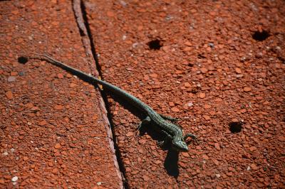 Lézard des murailles 