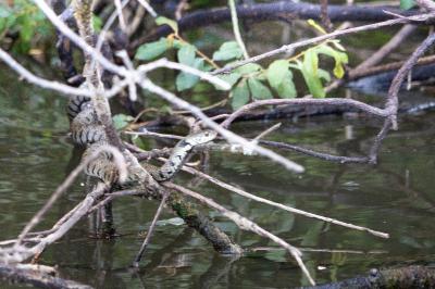 Couleuvre helvétique 