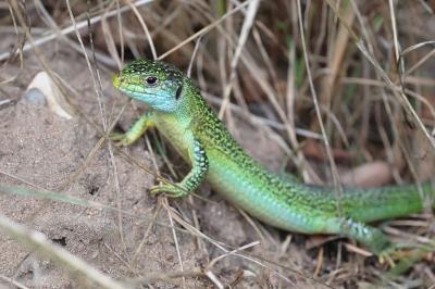Lézard à deux raies