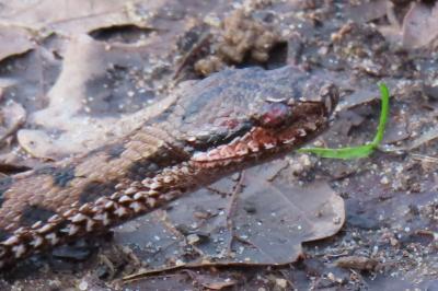 Vipère aspic 