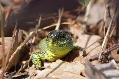 Lézard à deux raies